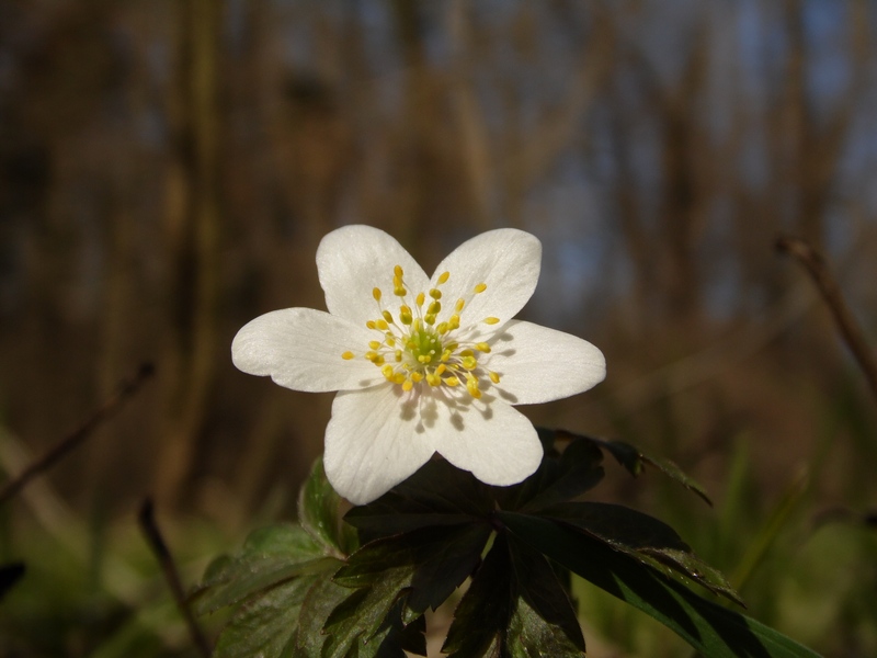 Parco del Ticino : Primavera